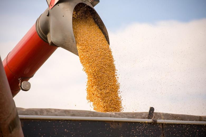 Российские аграрии недоберут около двух миллионов тонн кукурузы